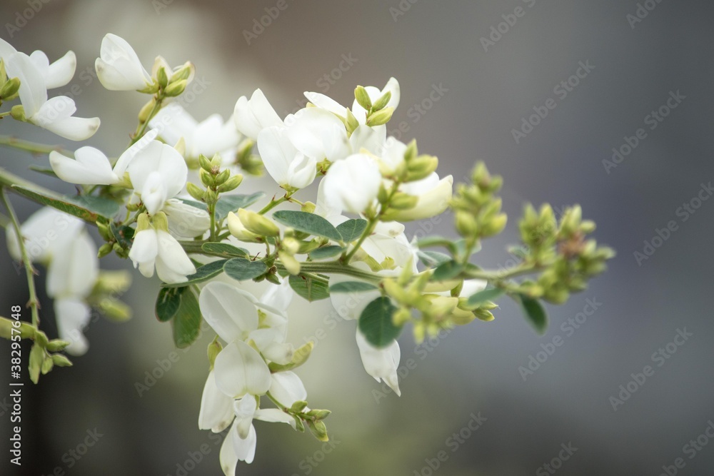 Obraz premium 秋に花咲くハギ（萩）にもいろんな色がありますがこちらは真っ白なミヤギノハギ