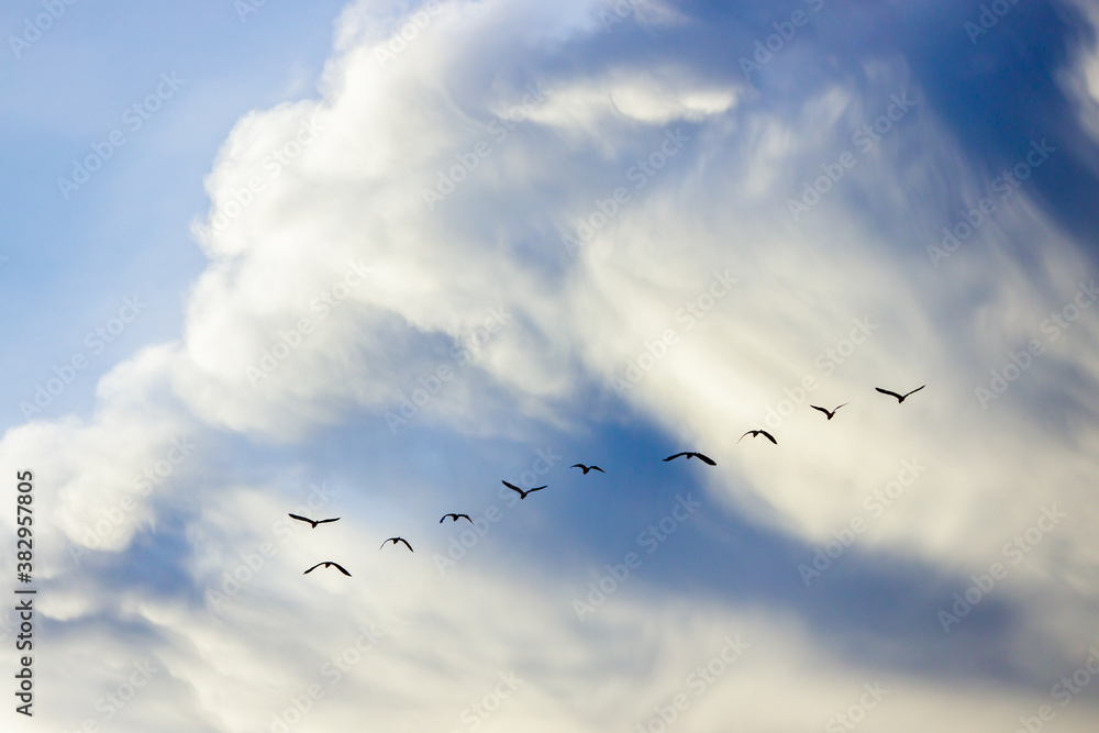 group of brids isolated on sky background