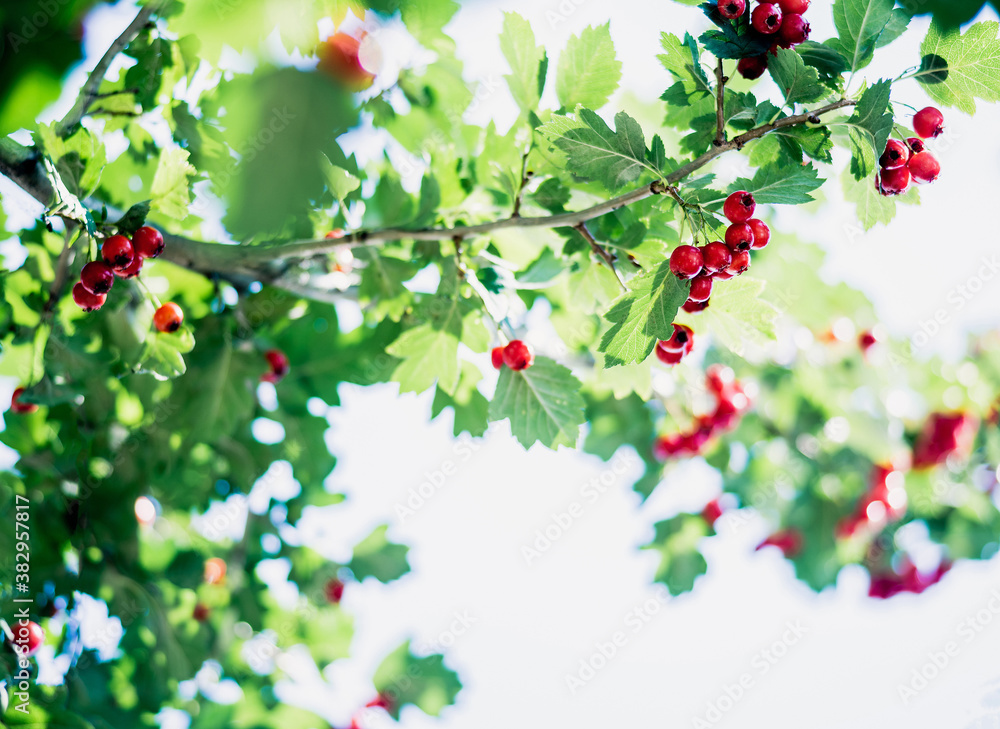 red hawthorn berries on a branch with green leaves. branches of medicinal hawthorn against the sky. red berries and green leaves on a light background. beneficial herbs and berries for heart health