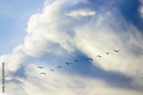 Photography group of brids isolated on sky background