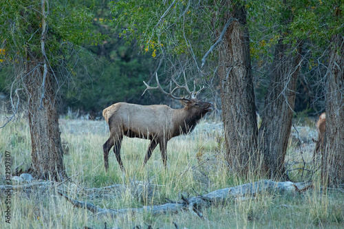 Bugling Bull