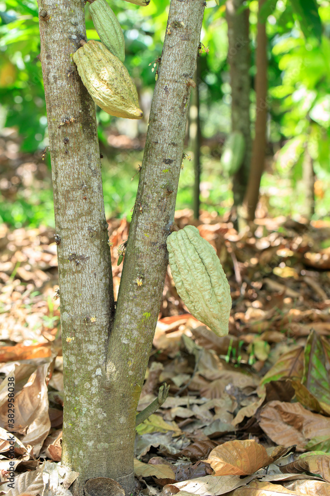Obraz premium Cacao Tree (Theobroma cacao). Organic cocoa fruit pods in nature.