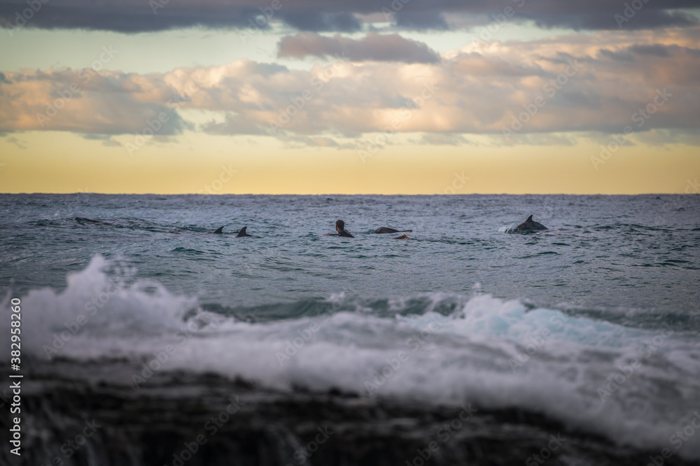Surfer swimming with dolphins, Bondi Beach Australia