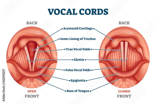 Vocal cords labeled anatomical and medical structure and location scheme photo