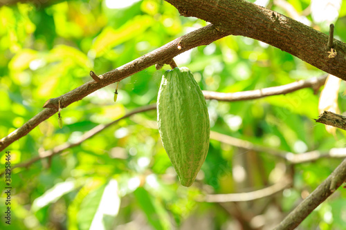 Photos Cacao Tree (Theobroma cacao). Organic cocoa fruit pods in nature.