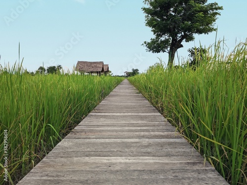 wooden bridge walkboard between rice field  photo