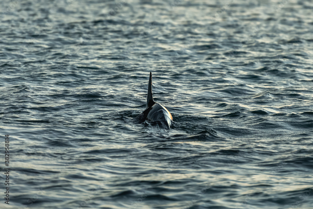 Fototapeta premium Dolphin at sunrise, Australia