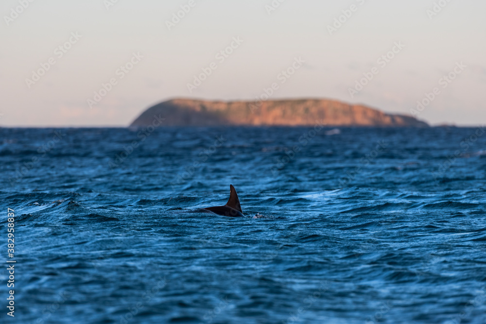 Fototapeta premium Dolphin at sunset, Australia