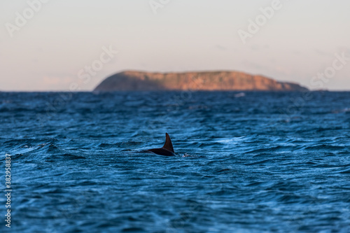 Dolphin at sunset, Australia © Gary