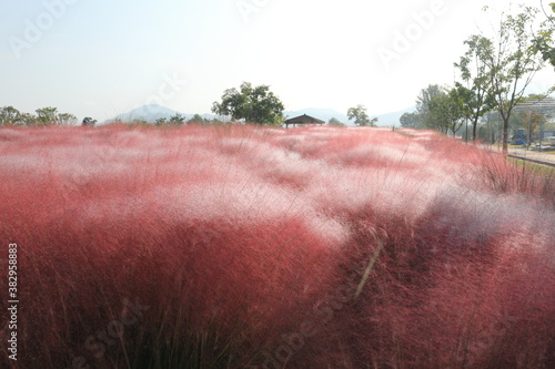 핑크 뮬리 그라스가 보이는 아름다운 가을 풍경