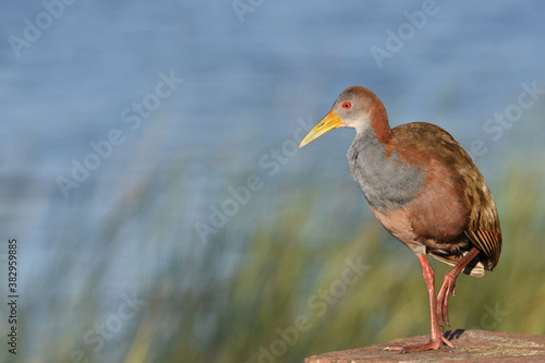 Giant Wood-Rail (Aramides ypecaha) standing by the water’s edge