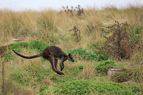 Wallaby with grass in its mouth jumping - Phillip Island, Victoria, Australia