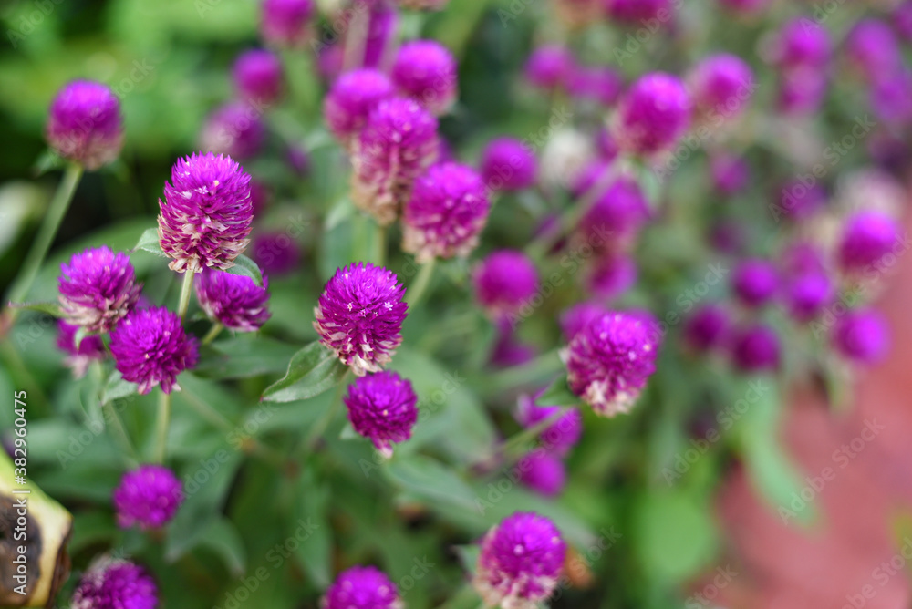 Fototapeta premium Many fresh Globe amaranth or bachelor button flower in home garden in natural light in Kerala India. Purple color flowering plants on a summer day.