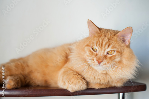 a big red cat is lying on the shelf. Pets, veterinary care, well-groomed hair © Наталья Вагнер