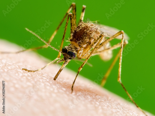 Dangerous Zika Infected Mosquito Bite on Green Background. Leishmaniasis, Encephalitis, Yellow Fever, Dengue, Malaria Disease, Mayaro, EEEV or Zika Virus Infectious Culex Parasite Insect Macro.