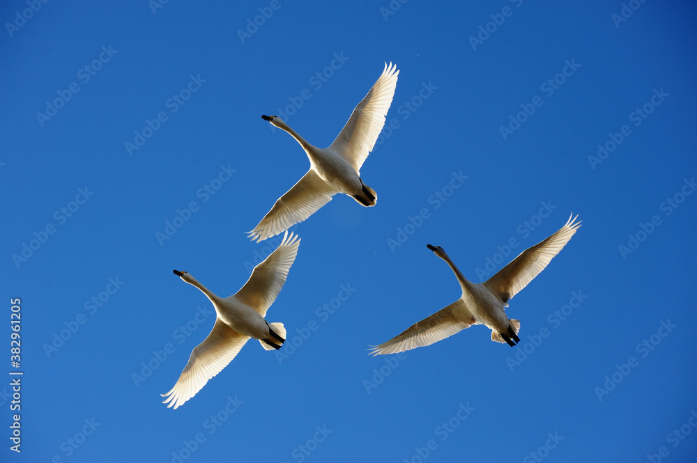 Obraz premium 琵琶湖の上空を飛ぶ冬の使者コハクチョウ