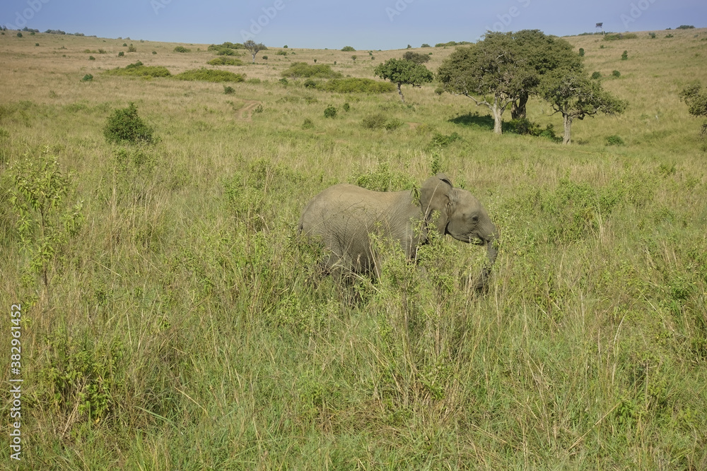 Obraz premium A lonely baby elephant runs along the hills of the savannah. Around green grass, trees. Kenya, Masai Mara park.
