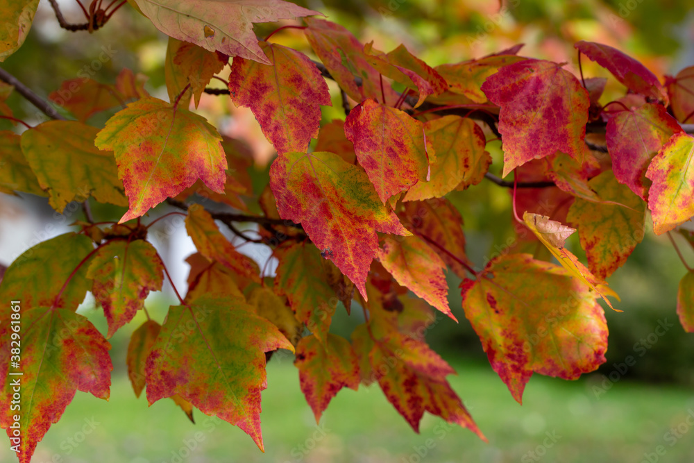 Fototapeta premium Macro abstract texture background of early autumn color leaves on a red maple tree on a sunny day, with copy space