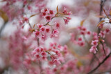 Close up background image of Wild Himalayan Cherry In the winter, Chiang Mai, Thailand. The flowers have pink color in a soft tone with low contras. Feeling fresh and relax. There is a copy space..