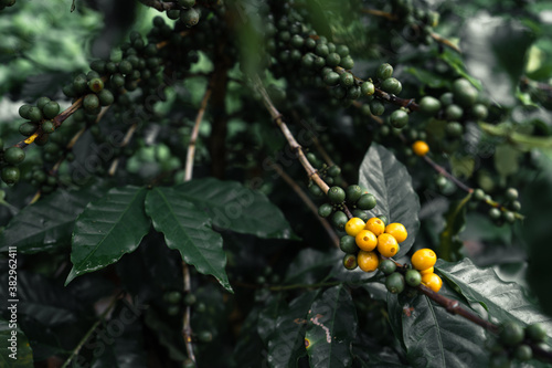 Yellow coffee beans on the tree