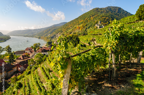 vineyards near spitz in the austrian danube valley wachau photo