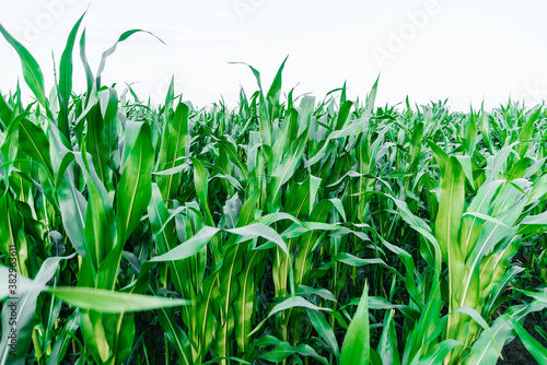  corn field with a place under the text sunny summer day. countryside  planting  harvesting farm