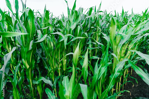  corn field with a place under the text sunny summer day. countryside  planting  harvesting farm