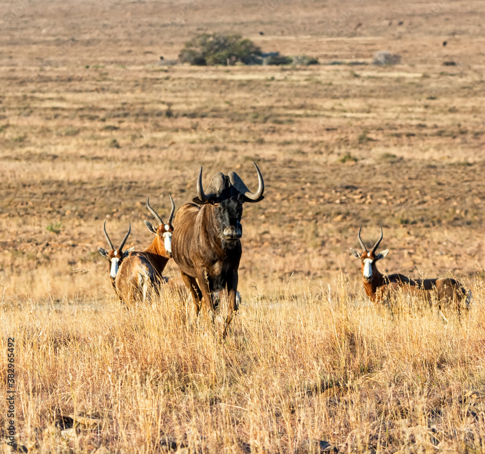 Black Wildebeest