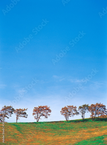 landscape of grassland