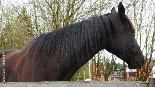 The horse looks forward, turns his head to the right.
