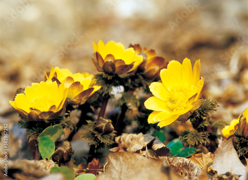 Obraz na płótnie flower, Adonis amurensis