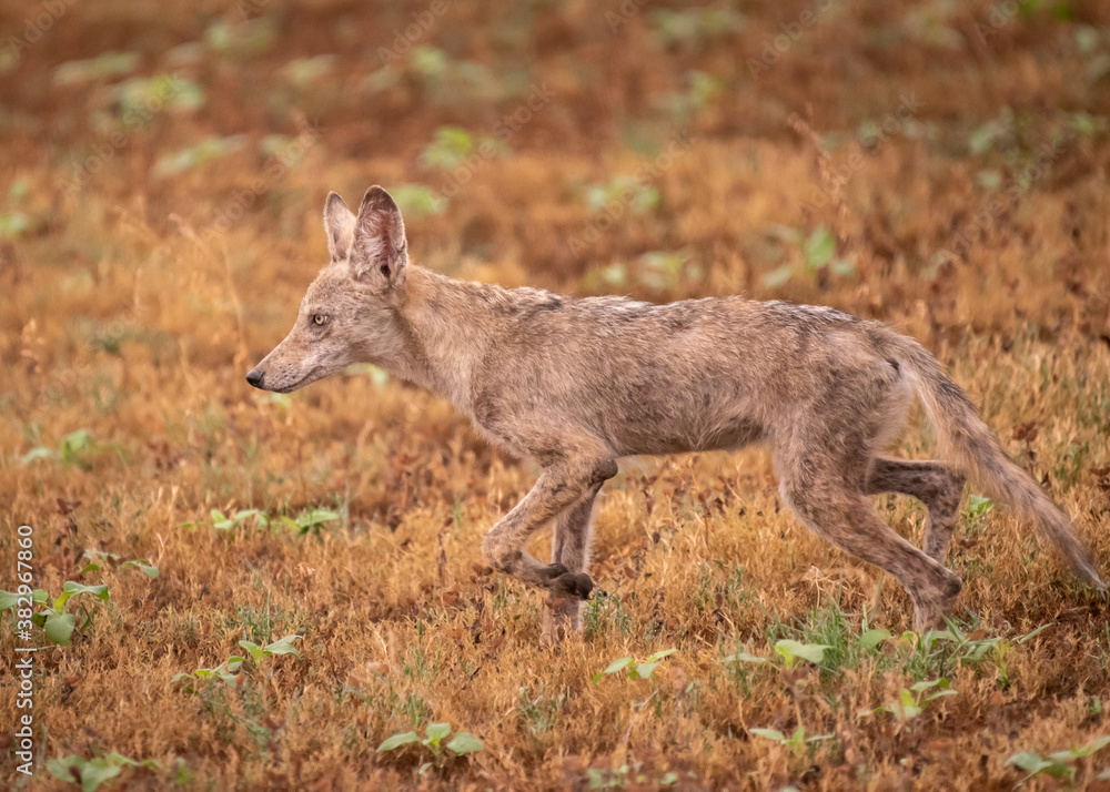 Fototapeta premium Coyote