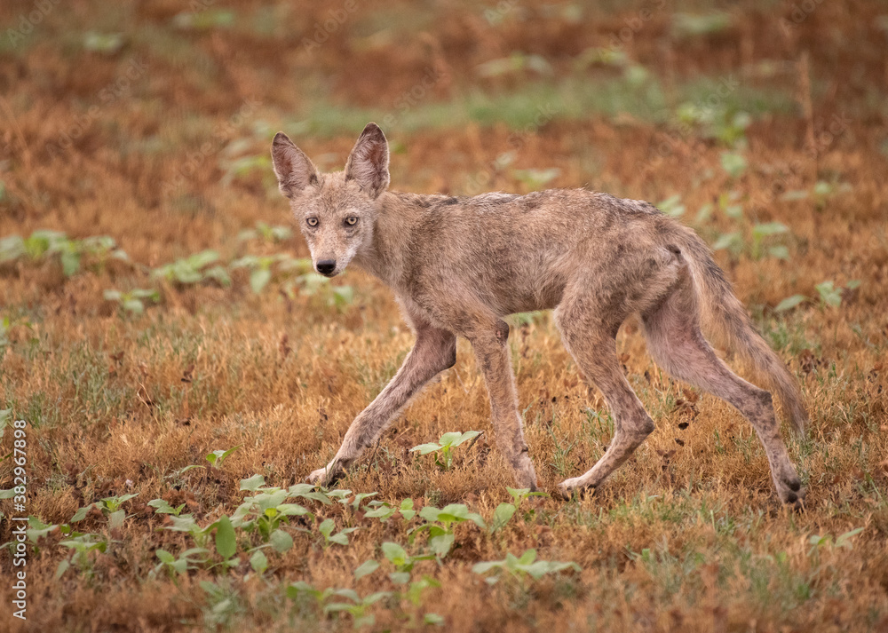 Coyote