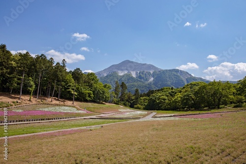 Hitsujiyama park in Shibazakura hill Chichibu City, Saitama Prefecture, japan photo