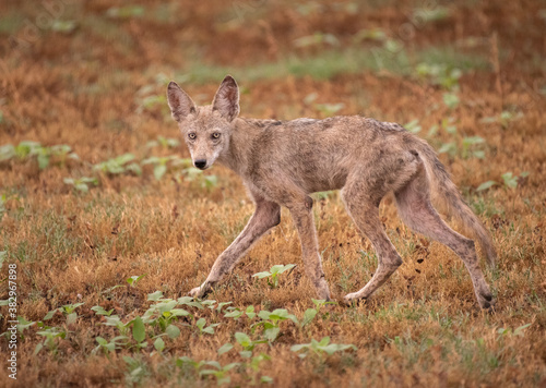 Coyote © Mark West