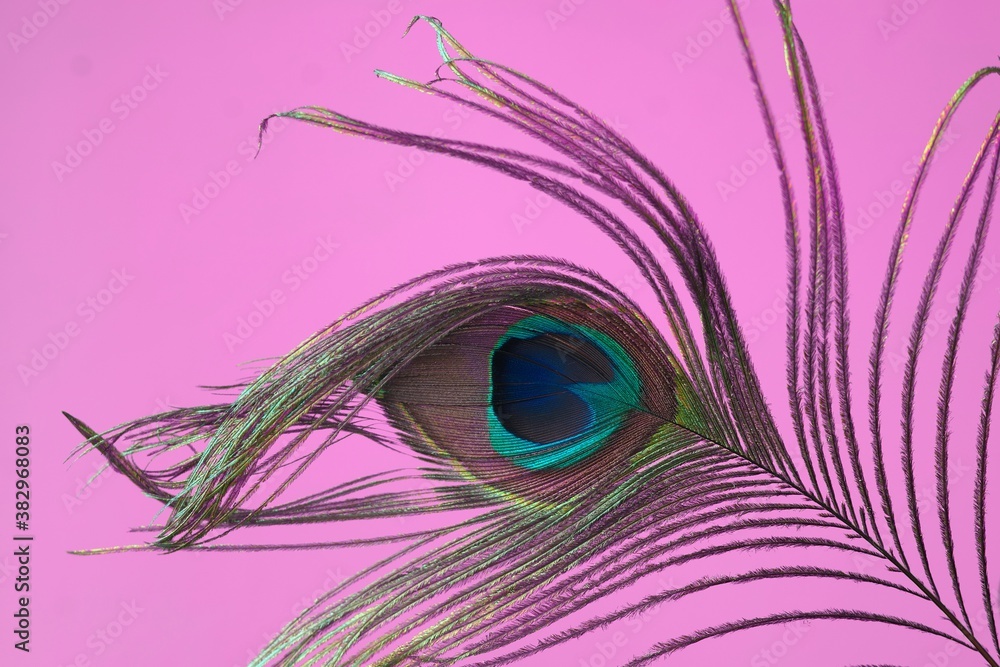 Obraz premium peacock feather on pink background