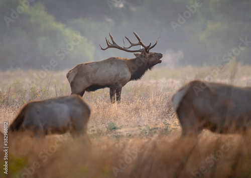 Tule Elk Bull Bugling