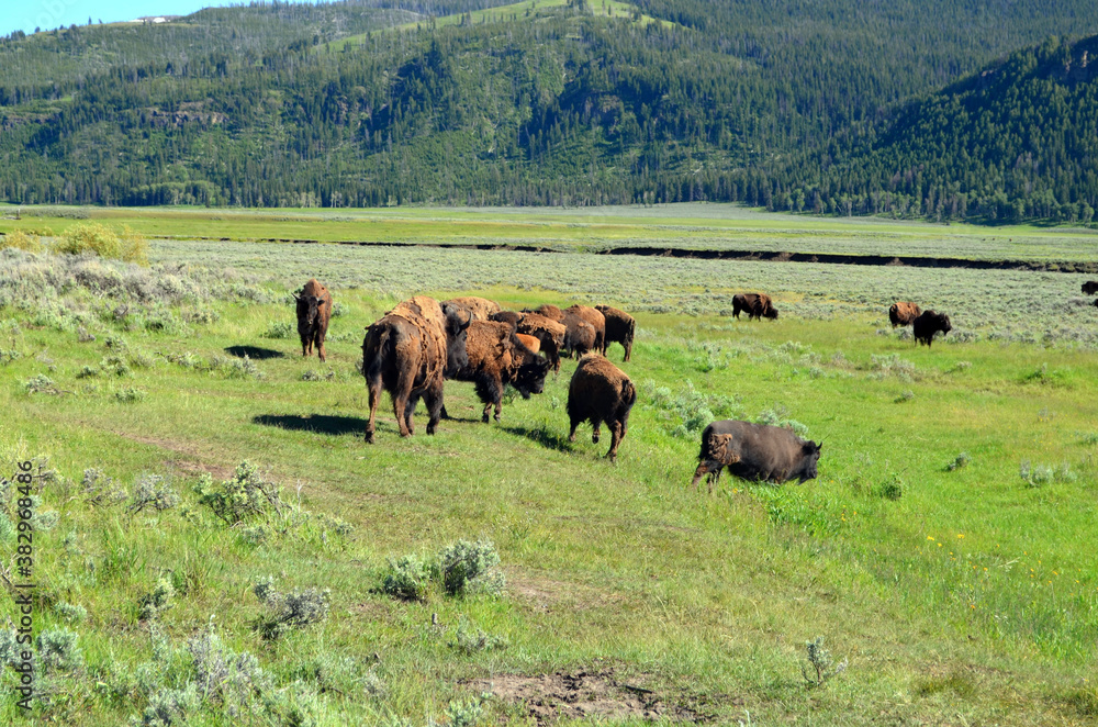 Naklejka Wyoming - Lamar Valley Bison Herd in Yellwostone