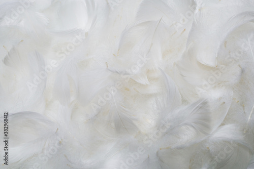 White soft feathers background.