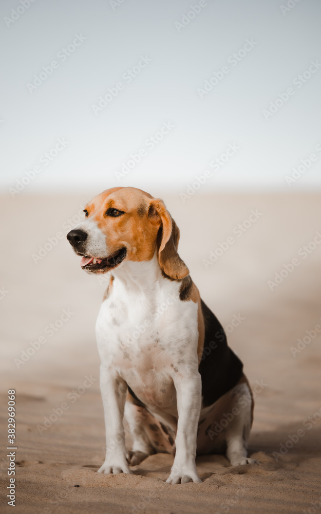 Beagle sentado sonriendo Beagle sentado sonriendo