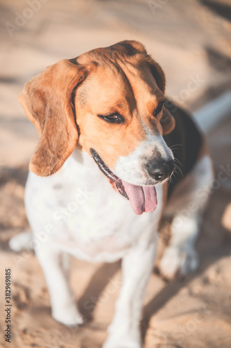 beagle sentado descansando © FRAN VARGAS