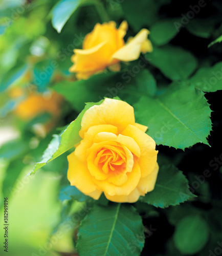 flower  yellow rose