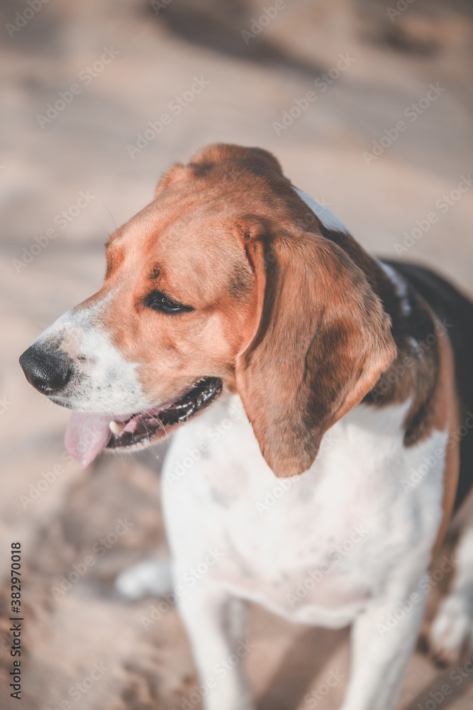 Beagle feliz 