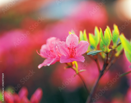 flower, pink rhododendron