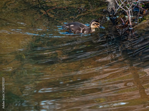 Duckling Close