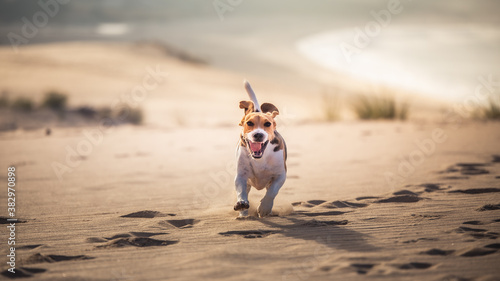 Beagle feliz en la duna