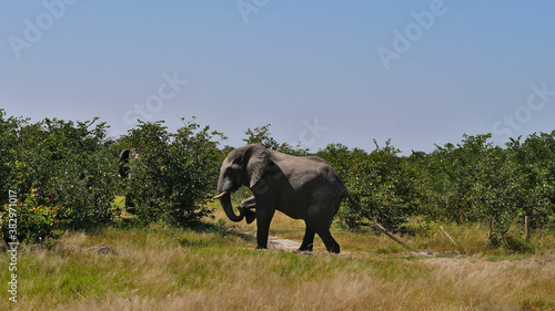 Huge African elephant  loxodonta  with ivory tusks climbing over a broken fence alongside the main road between Kasane and Nata in Kalahari desert  Botswana  Africa.