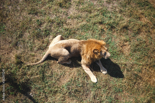 the lion lies on the ground in the savannah