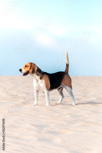 Beagle feliz en la playa 