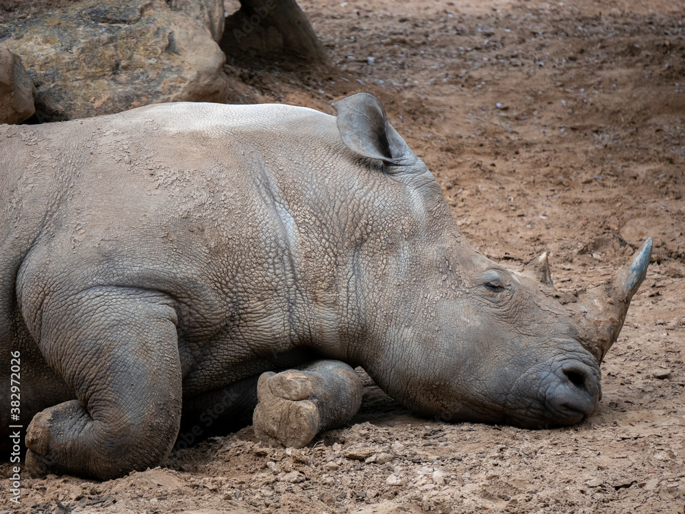 rhino resting rhino resting